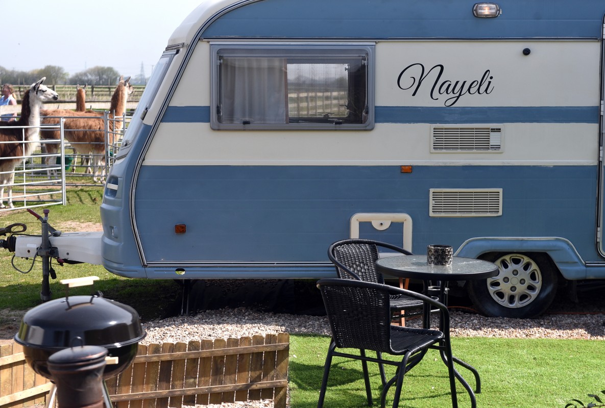 Image for Glamping with Llamas