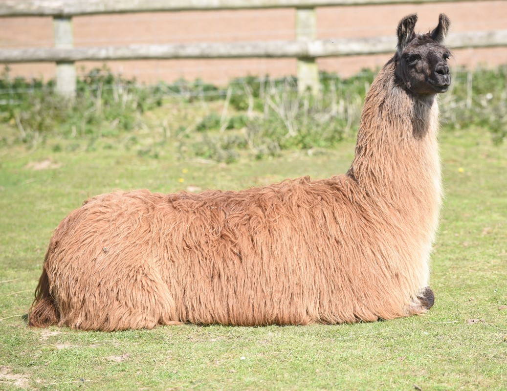 Image for Glamping with Llamas